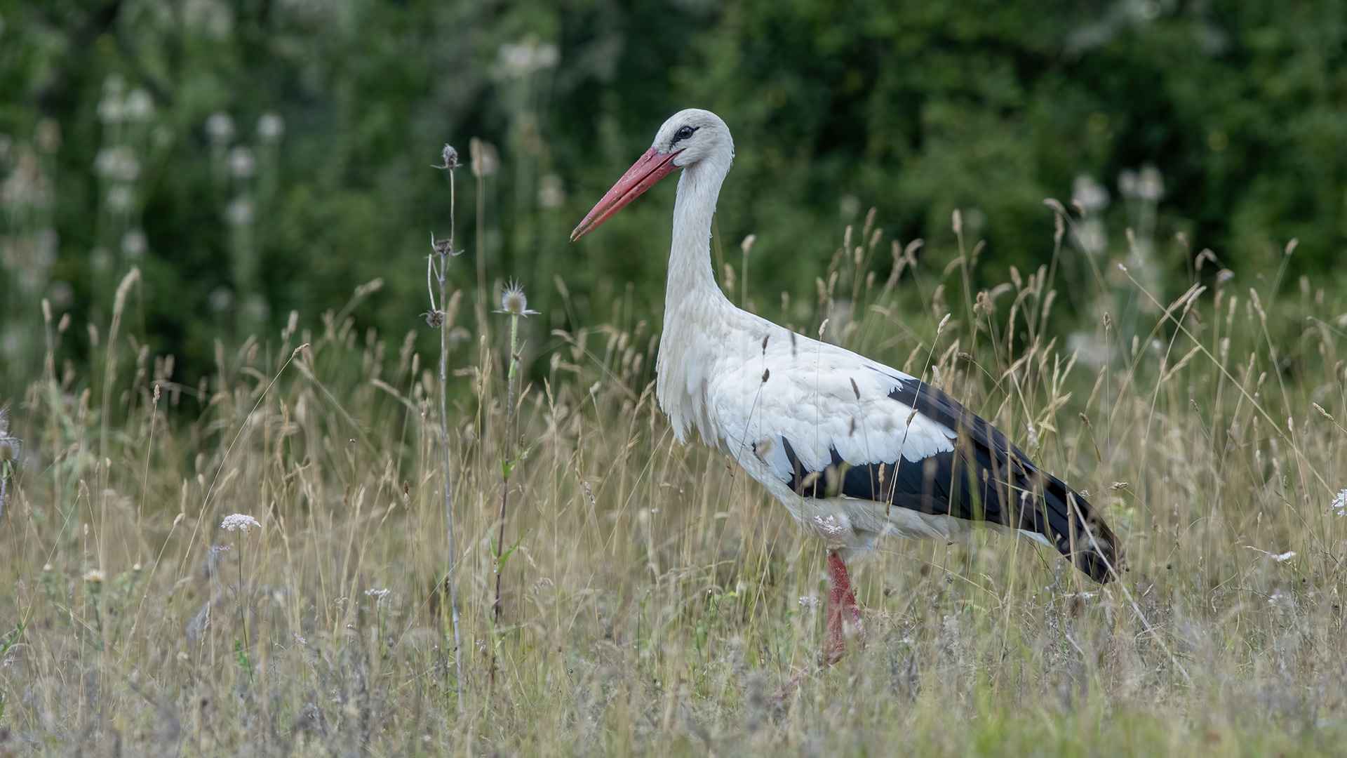 White Stork